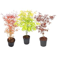 Plant box set usato  Spedito ovunque in Italia 