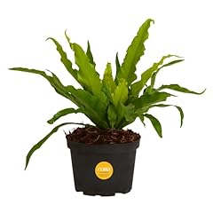 Costa farms bird for sale  Delivered anywhere in USA 