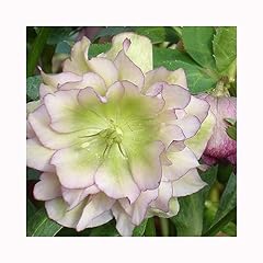 Helleborus double ellen for sale  Delivered anywhere in UK