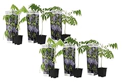 Plant box wisteria d'occasion  Livré partout en France