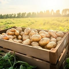 500 semi patate usato  Spedito ovunque in Italia 