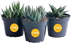 Costa farms haworthia for sale  Delivered anywhere in USA 