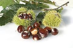 Chestnut tree seeds for sale  Delivered anywhere in USA 