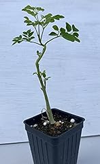 Moringa tree moringa for sale  Delivered anywhere in USA 