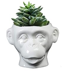Sellonwanelo cute monkey for sale  Delivered anywhere in USA 