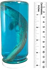 Real shark bottle for sale  Delivered anywhere in USA 