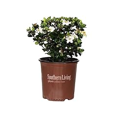 Diamond spire gardenia for sale  Delivered anywhere in USA 