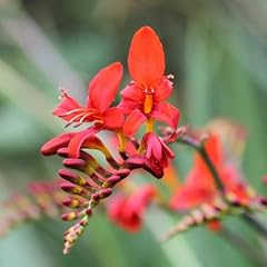 Carbeth plants crocosmia for sale  Delivered anywhere in UK