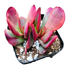 Foliagems live succulent for sale  Delivered anywhere in USA 