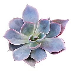 Succulents box echeveria for sale  Delivered anywhere in USA 