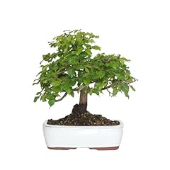 Kentis bonsai carpino usato  Spedito ovunque in Italia 