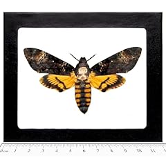 Bicbugs acherontia atropos for sale  Delivered anywhere in USA 