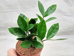 Plant zamioculcas zamiifolia for sale  Delivered anywhere in USA 