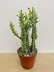 Euphorbia trigona variegated for sale  Delivered anywhere in USA 
