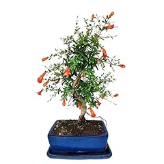 Giardini giulia bonsai usato  Spedito ovunque in Italia 