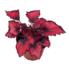 Harmony foliage harmony for sale  Delivered anywhere in USA 
