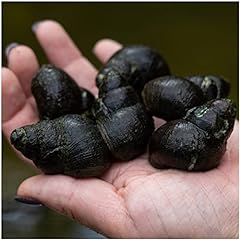Live snails count for sale  Delivered anywhere in USA 