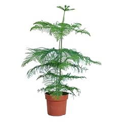 Bloomique araucaria heterophyl d'occasion  Livré partout en France