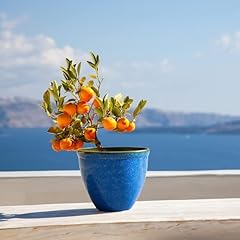 Jinfa vaso per usato  Spedito ovunque in Italia 