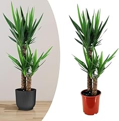 Happy plants yucca gebraucht kaufen  Wird an jeden Ort in Deutschland