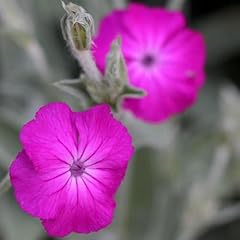 Plant theory 9cm for sale  Delivered anywhere in UK