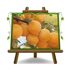 Prune sourire printemps d'occasion  Livré partout en France