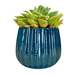 Admired nature ceramic for sale  Delivered anywhere in USA 