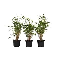 Plant box fargesia gebraucht kaufen  Wird an jeden Ort in Deutschland