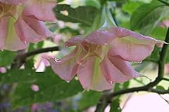 Pink angels trumpet for sale  Delivered anywhere in USA 