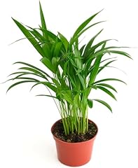 Shop succulents areca for sale  Delivered anywhere in USA 