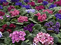 African violet plants for sale  Delivered anywhere in Ireland