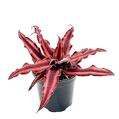 Ragnaroc live plants for sale  Delivered anywhere in USA 
