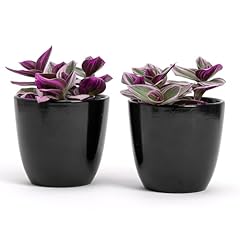 Lot pots terre d'occasion  Livré partout en France