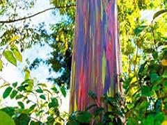Aamish 60pcs rainbow d'occasion  Livré partout en France