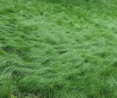 Mow lawn grass for sale  Delivered anywhere in USA 