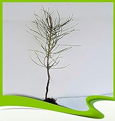 Pinus pinaster pianta usato  Spedito ovunque in Italia 