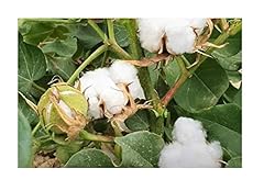 Pcs 15x gossypium for sale  Delivered anywhere in UK