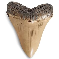 Fossilized teeth claws for sale  Delivered anywhere in USA 