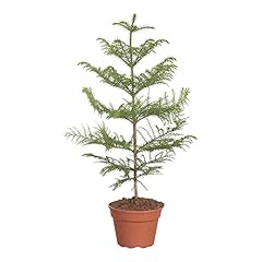 Pianta araucaria albero usato  Spedito ovunque in Italia 