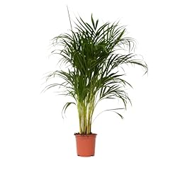 Plant box dypsis usato  Spedito ovunque in Italia 