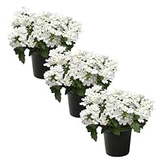 Live flowering verbena for sale  Delivered anywhere in USA 