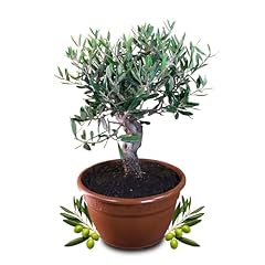 Rangerie livenbaum bonsai gebraucht kaufen  Wird an jeden Ort in Deutschland