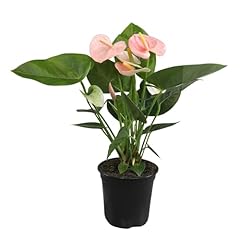 Pink anthurium live for sale  Delivered anywhere in USA 
