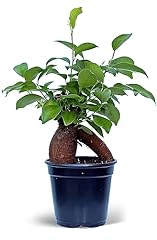 Live ginseng ficus for sale  Delivered anywhere in USA 
