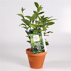 Real tea plants for sale  Delivered anywhere in UK