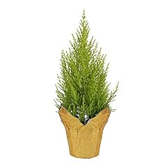 Live lemon cypress for sale  Delivered anywhere in USA 