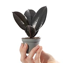 Baby rubber plant for sale  Delivered anywhere in UK