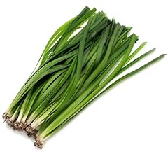 K2aqua vallisneria gigantea for sale  Delivered anywhere in UK