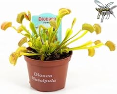 Powers flowers dionaea usato  Spedito ovunque in Italia 