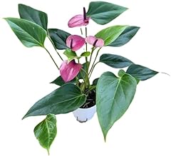 Anthurium purple andraeanum for sale  Delivered anywhere in USA 